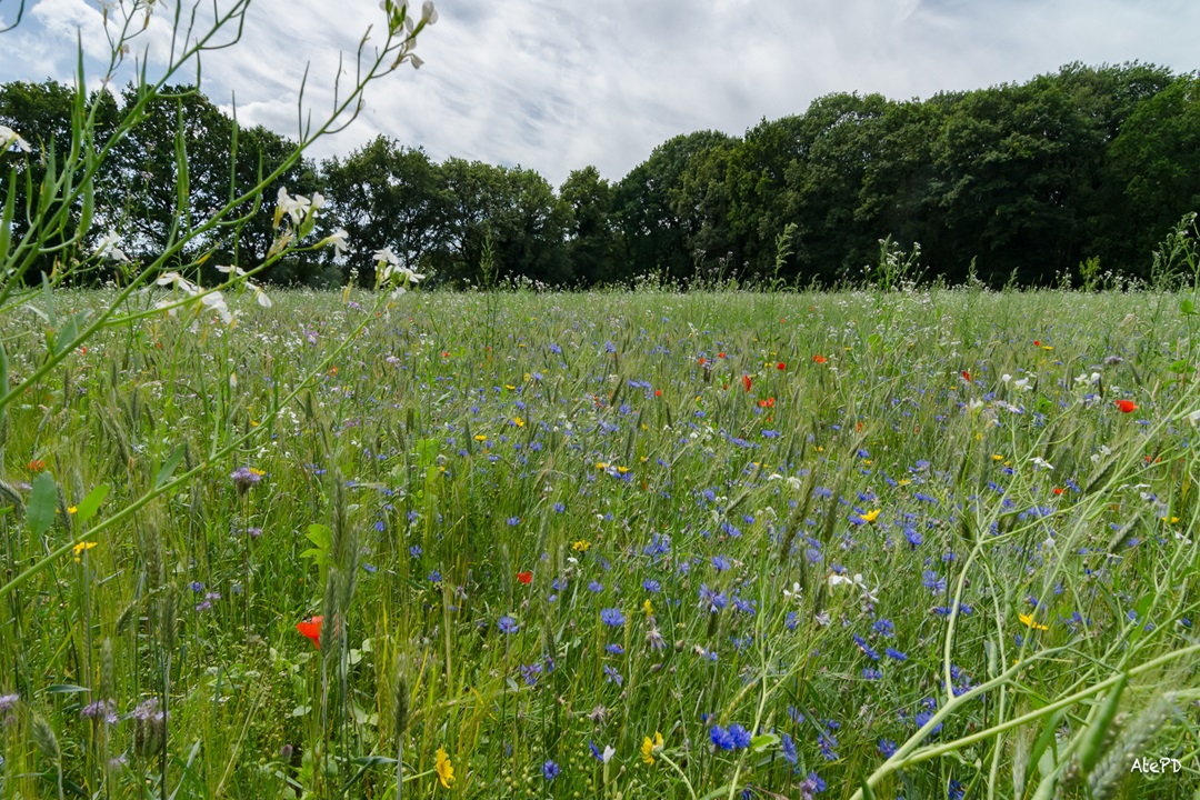 Wandeling Middel Akker